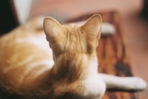 Back view of ginger cat ears and head close up sitting on a wooden bench