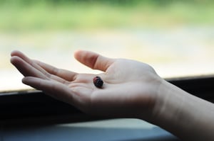 Hạt tiêu thu hoạch từ vườn