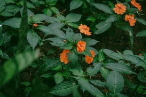 Orange Flowers