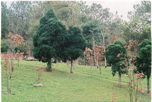 Những cây bách xanh trong khuôn viên