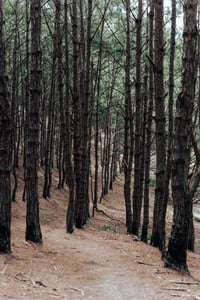 Những hàng cây thông thẳng tắp
