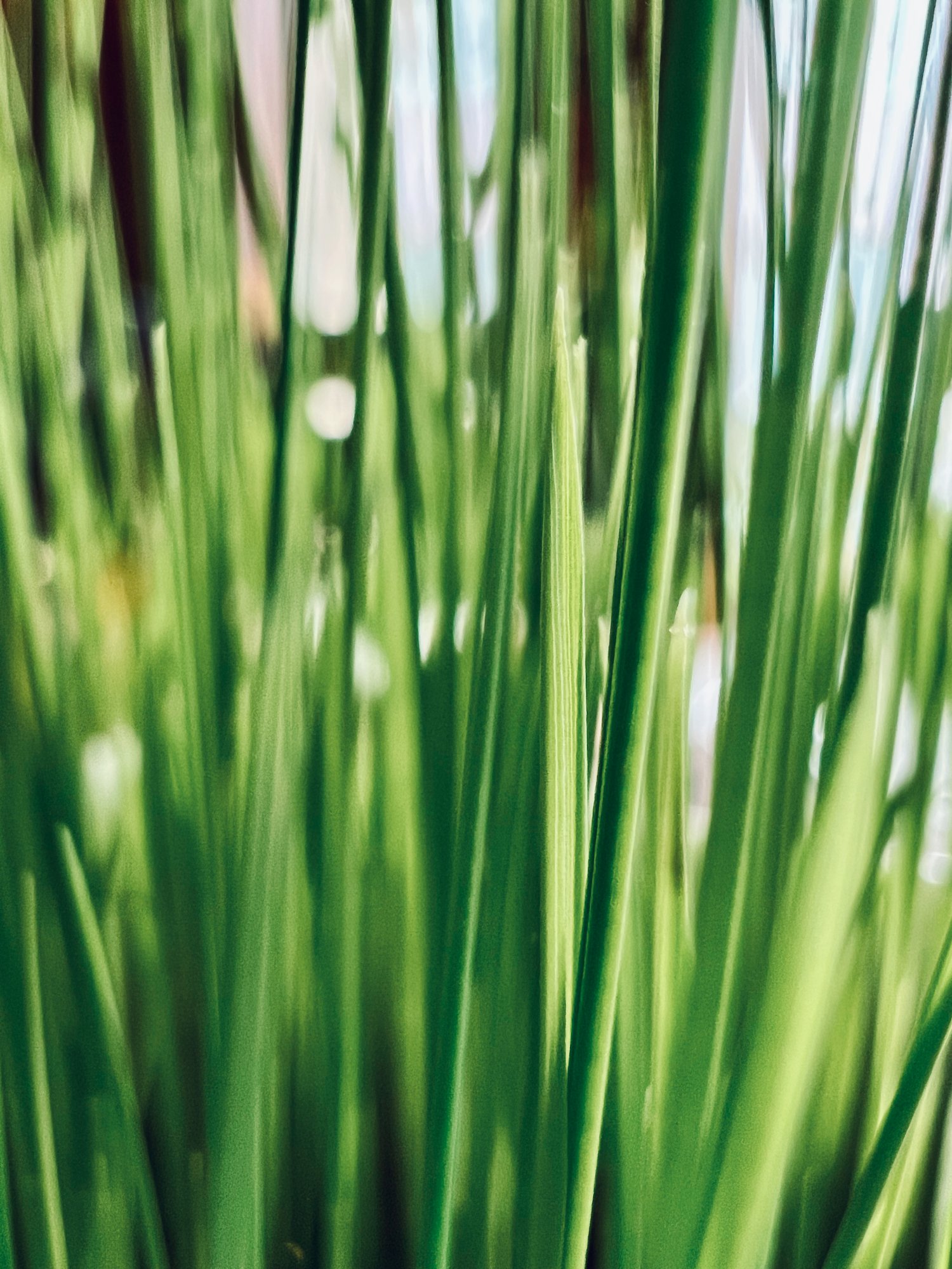 Green Grass Abstract
