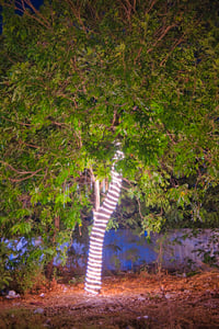 The light tree