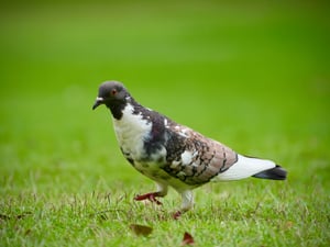 Thế giới Động vật 2