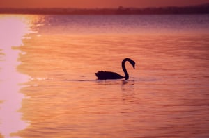 The sun melting the swan silhouette