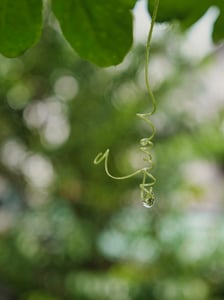 A rain-drop / water-drop / morning-dew