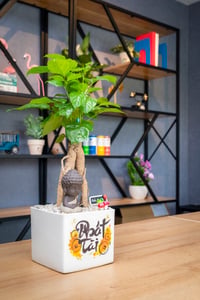 Cây Phát Tài và Ông Phật