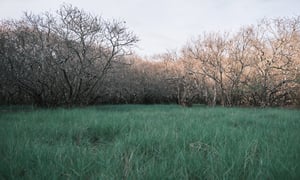 Rừng ngập mặn Rú Chá