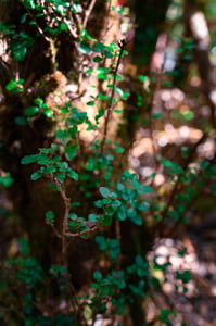 Genus of shrubs or dwarf shrubs