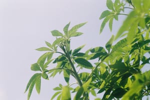Nature Leaves Wallpaper