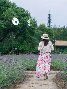 Walking along the lavender field