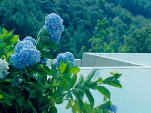 Cẩm tú cầu xanh