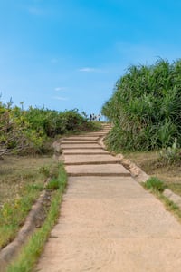 Đường lên đồi "hoa vàng trên cỏ xanh" ở Phú Yên