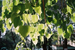 Nắng xuyên qua tán lá bồ đề