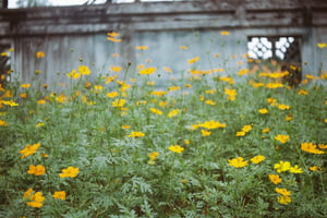 Hoa cúc chuồn vàng