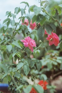 Hoa hồng