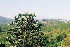 Ngọn cây cà phê trĩu quả