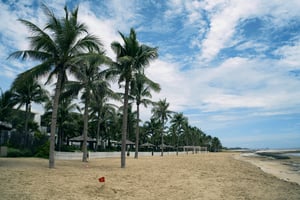 Coconut Tree by the beach