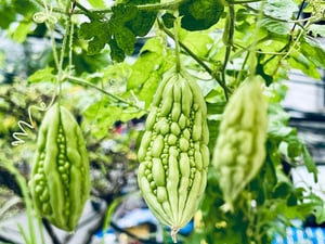 Trái khổ qua