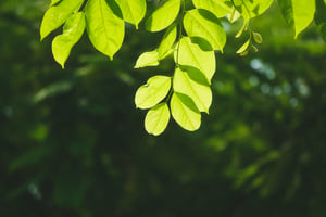 Lá cây bằng lăng dưới nắng