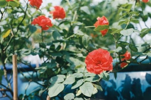 Hoa hồng đỏ trong vườn