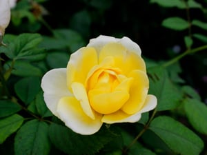 Hoa hồng vàng