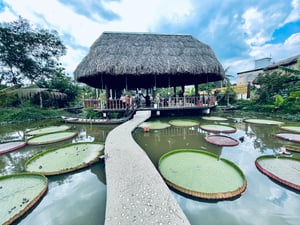Hồ sen trong một thiền viện