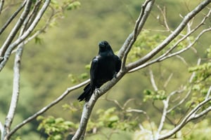 Close-up wild raven sitting on a branch in its natural habitat