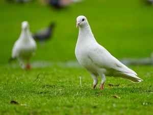 Rock Dove Pigeon / Chim bồ câu