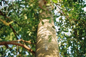 Những vệt nắng loang lổ trên thân cây