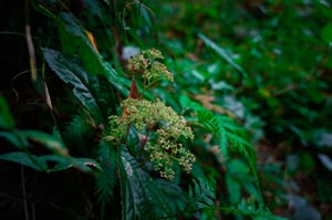 Meadowsweet