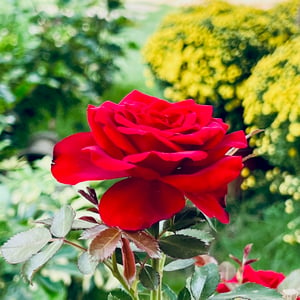 Hoa hồng ngày Tết