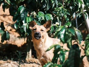 Một chú chó vàng