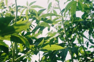 Nắng xuyên giữa những kẻ lá