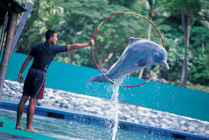 Biểu diễn cá heo / Dolphin Show