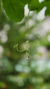 A rain-drop / water-drop / morning-dew