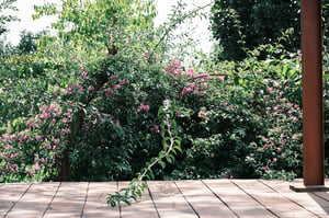 Cây bông giấy bên hiên nhà
