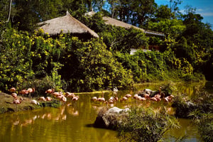 Flamingo Garden