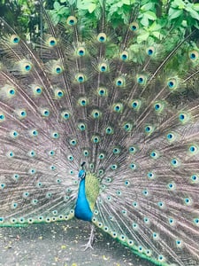 Công xòe đuôi