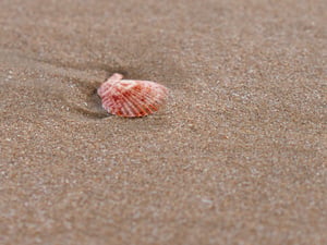 The tiny shell