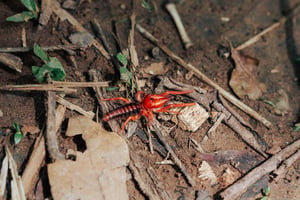 Nhện lạc đà / Camel spider