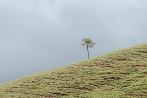 Cây cô đơn trên sườn đồi