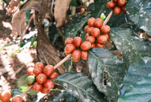 Trái / Hạt cà phê