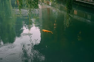 Cá chép bơi dưới hồ nước