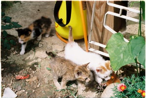 Group of cute little kittens playing and exploring in a sunny backyard