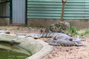 Crocodiles sun-bathing at the city zoo