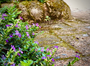 Purple Flowers