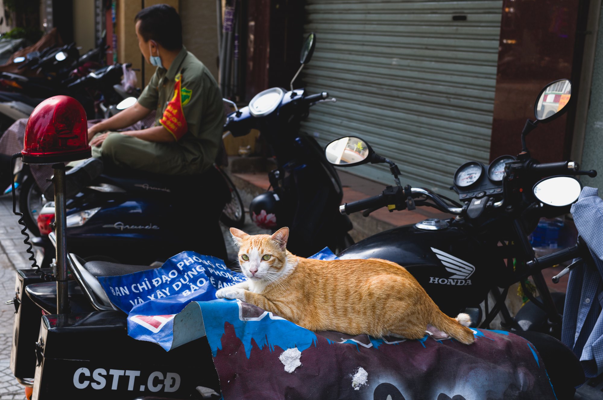 Cat lays on a motorbike