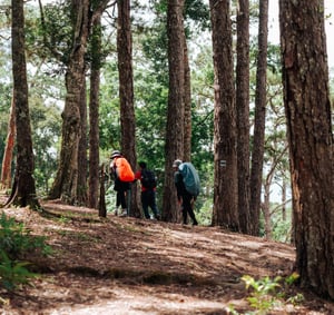 Đoàn người trekking qua rừng cây