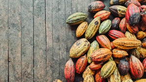Cacao Beans